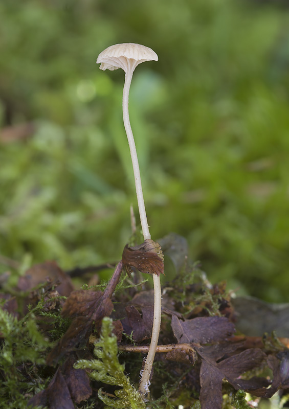 Mycena clavata